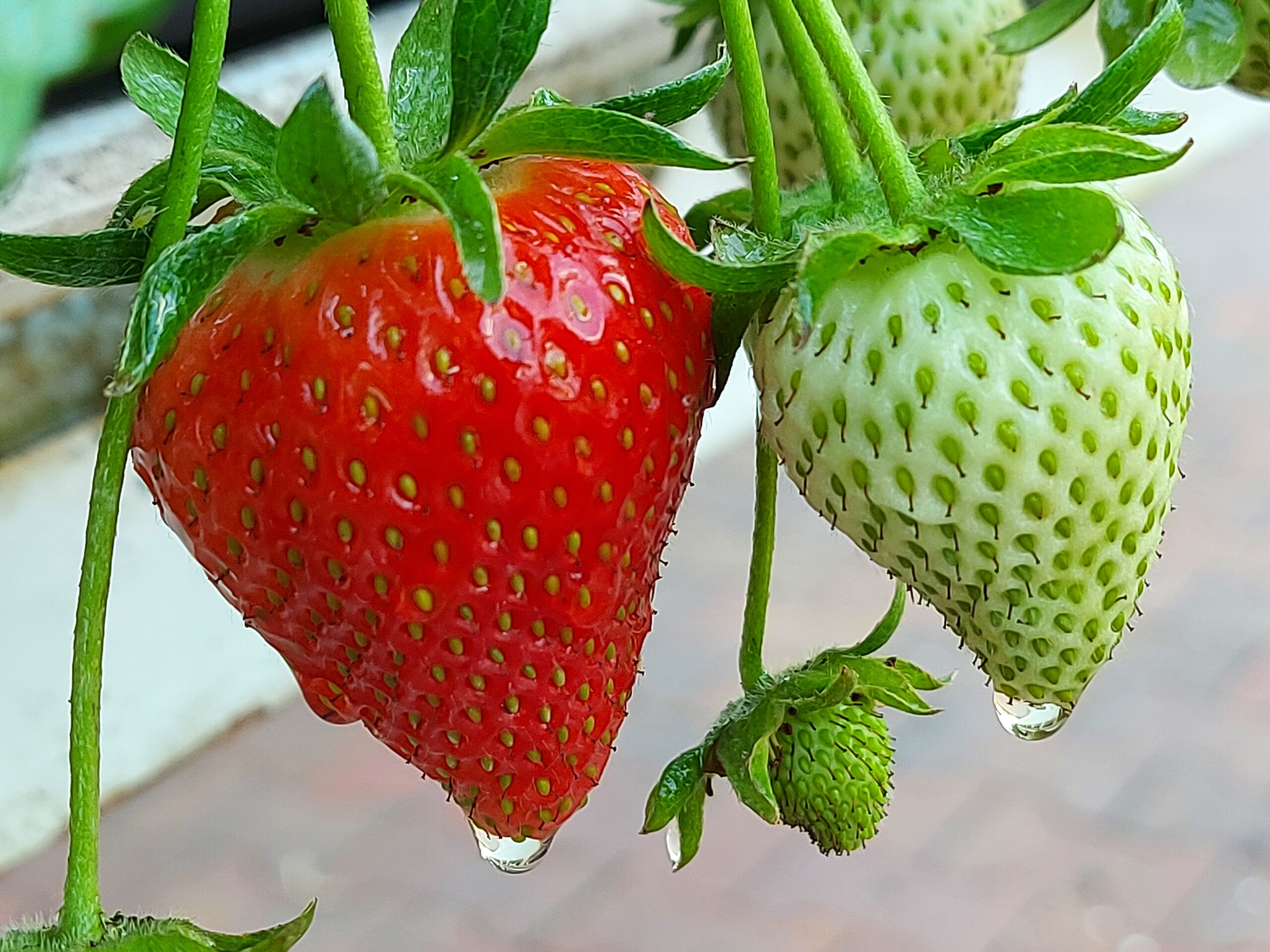 aardbeien van de groene 7 uit zevenbergen