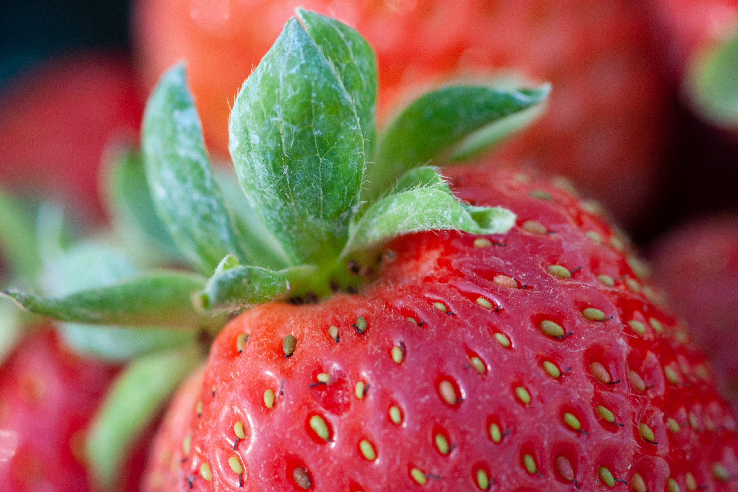 aardbeien van de groene 7 uit zevenbergen